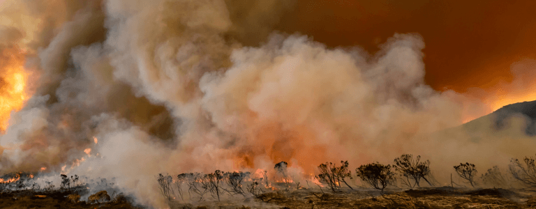 Flames engulfing paradise: The once tranquil landscapes of Maui, now shadowed by wildfire's wrath. Together, through CoCarting, we can help rebuild and restore hope.