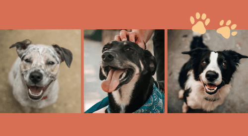 picture of three dogs