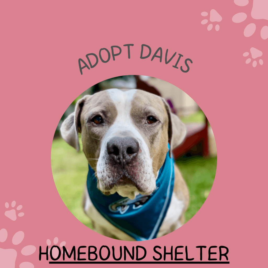 Pink Simple Adoption Pets Instagram Post