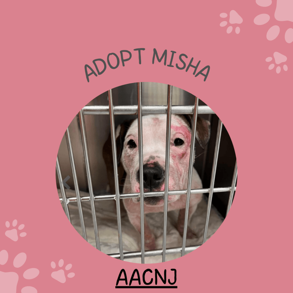 Misha up for adoption