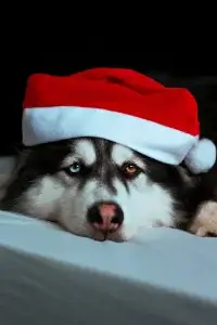 dog with santa hat