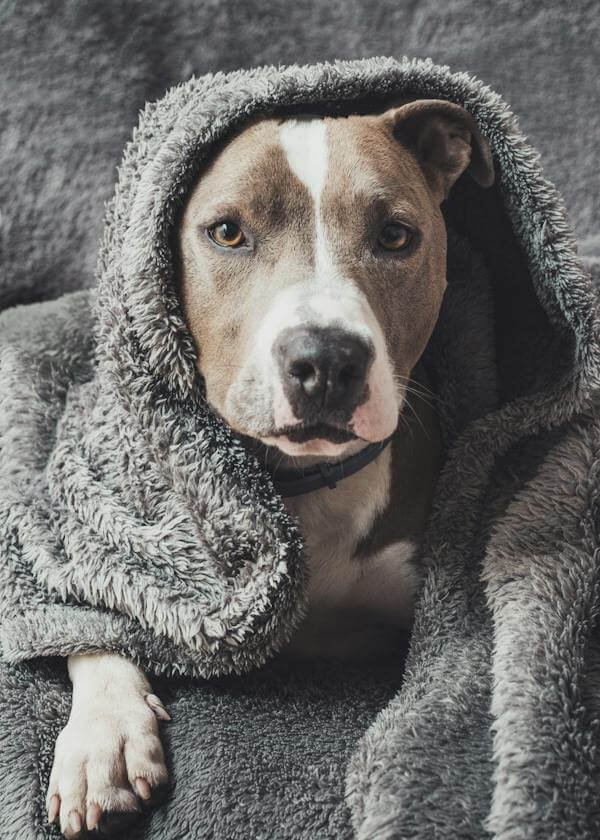 cute pitbull